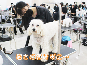 夏休みもトリミング実習♪